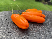 Load image into Gallery viewer, Aji Little Finger (Pepper Seeds)