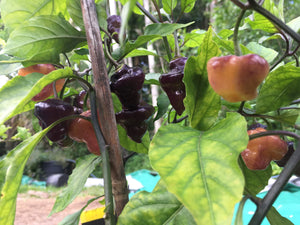 Roxa Lantern (Pepper Seeds)