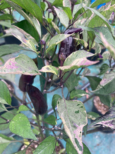 Tiger Jalapeño (Pepper Seeds)