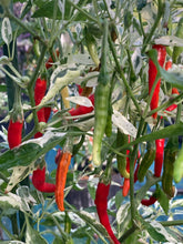 Load image into Gallery viewer, Intergalactic Red (T-E) (Pepper Seeds)