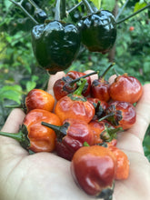 Load image into Gallery viewer, Purplegum Orange Blushed (Pepper Seeds)