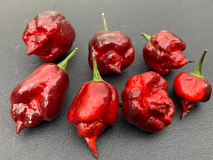 Maroon Voltron (T-E)(Pepper Seeds)