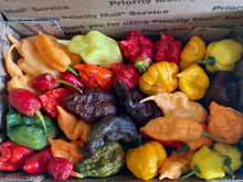 Load image into Gallery viewer, Fresh Assorted Unlabeled  SuperHot Peppers (SFRB)