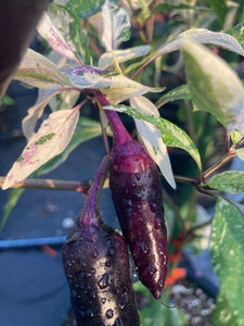 BadPhish (Pepper Seeds)