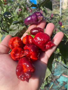 Maroon Voltron (T-E)(Pepper Seeds)