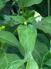 Load image into Gallery viewer, Conquistador (Pepper Seeds)