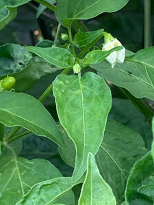 Conquistador (Pepper Seeds)