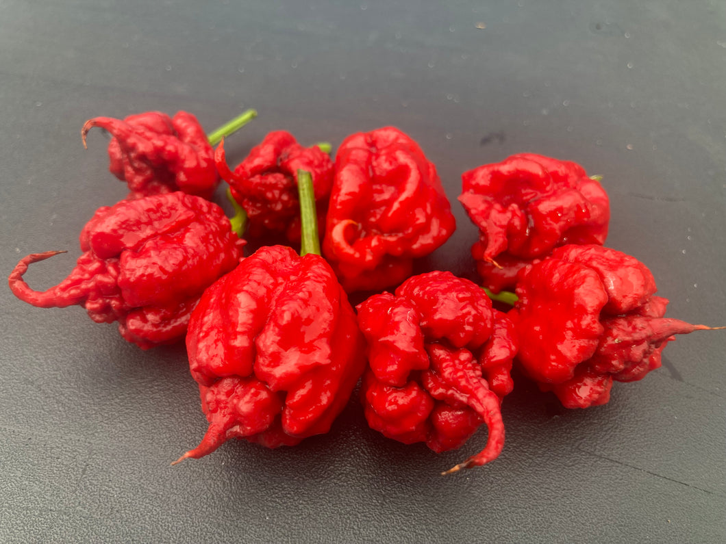7 Pot Primo Red (Pepper Seeds)