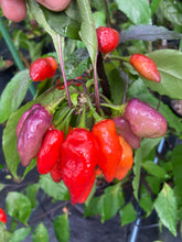 Load image into Gallery viewer, Red Wendigo (T-E) (Pepper Seeds)