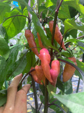 Load image into Gallery viewer, Pink Wendigo (T-E) (Pepper Seeds)