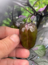 Load image into Gallery viewer, Bryan’s Emperor Blood (Pepper Seeds)