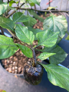 Bubblegum Purple Ghostscorpion Red (Pepper Seeds)