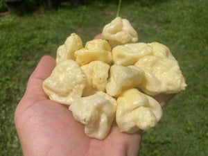 KrémNine (T-E)(Pepper Seeds)