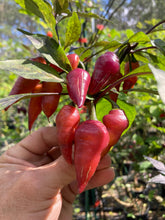 Load image into Gallery viewer, Pink Wendigo (T-E) (Pepper Seeds)