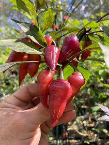 Pink Wendigo (T-E) (Pepper Seeds)