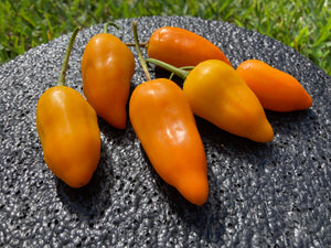 Aji Jamy (Pepper Seeds)