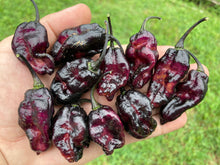 Load image into Gallery viewer, Pandora’s Box Pimenta Jolokia/PJ Mix (Pepper Seeds)