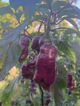 Load image into Gallery viewer, Maroon Voltron (T-E)(Pepper Seeds)