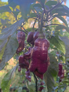 Maroon Voltron (T-E)(Pepper Seeds)