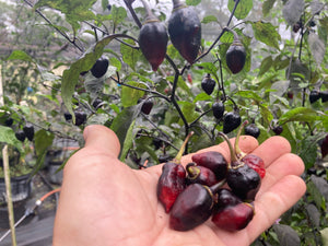 Chuparita Mix) (T-E) (Pepper Seeds)