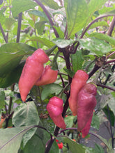 Load image into Gallery viewer, Pink Wendigo (T-E) (Pepper Seeds)