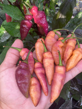 Load image into Gallery viewer, Pink Wendigo (T-E) (Pepper Seeds)