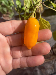 Conquistador (Inca Berry XL) (Pepper Seeds)