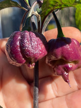 Load image into Gallery viewer, Maroon Voltron (T-E)(Pepper Seeds)