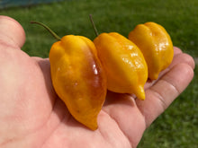 Load image into Gallery viewer, Purple Uprising Yellow (Pepper Seeds)