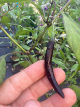 Load image into Gallery viewer, Corvinas (T-E) (Pepper Seeds)