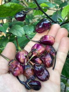 PurpleGum Black Cream (Pepper Seeds)