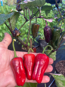 Bryan’s Klingon Blood (Pepper Seeds)