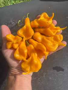 Soul Squeeze (Pepper Seeds)