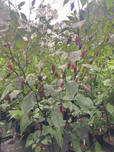 Load image into Gallery viewer, Pink Chupacabra (T-E) (Pepper Seeds)