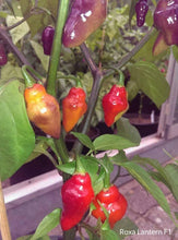 Load image into Gallery viewer, Roxa Lantern (Pepper Seeds)