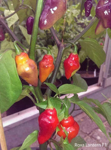 Roxa Lantern (Pepper Seeds)