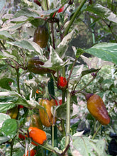 Load image into Gallery viewer, Tiger Anaheim (T-E Mix) (Pepper Seeds)