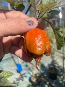 Voltron Caramel (T-E)(Pepper Seeds)