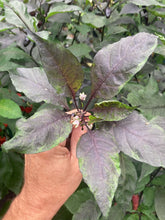 Load image into Gallery viewer, Pink Wendigo (T-E) (Pepper Seeds)