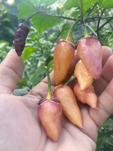 BBG Pink Horizon (Pepper Seeds)