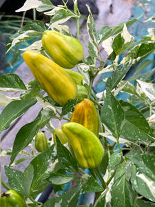 Orange Fish (Pepper Seeds)