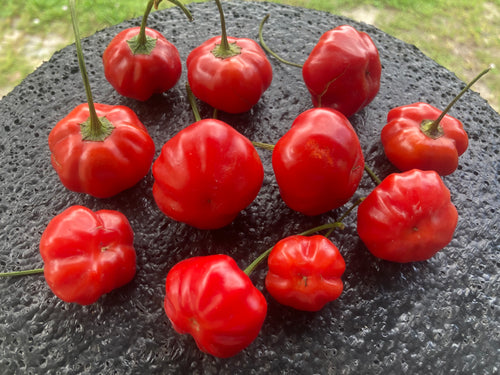 Pi 49793 Sao Paulo (Pepper Seeds)