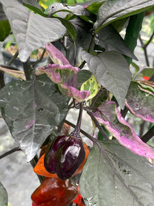 Bryan’s Emperor Blood (Pepper Seeds)