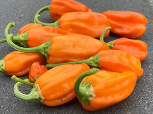 Puriraheim (T-E) (Pepper Seeds)