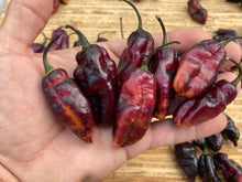 Load image into Gallery viewer, Pandora’s Box Pimenta Jolokia/PJ Mix (Pepper Seeds)