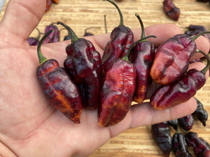 Pandora’s Box Pimenta Jolokia/PJ Mix (Pepper Seeds)