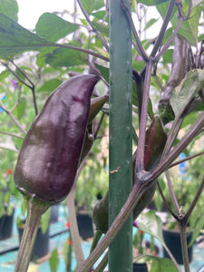 Tiger Jalapeño (Pepper Seeds)