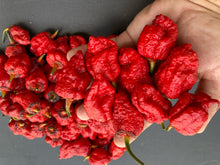 Load image into Gallery viewer, MedullaGum (Pepper Seeds)