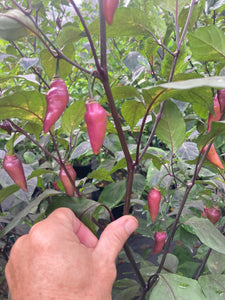 Pink Chupacabra (T-E) (Pepper Seeds)