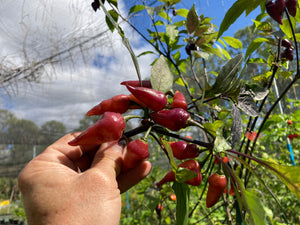 Pink Wendigo (T-E) (Pepper Seeds)